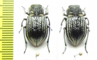 Platyope granulata  Kazakhstan - INSECTS-STORE.RU