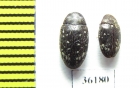 Chelonariidae sp.  Thailand - INSECTS-STORE.RU