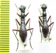 Tricondyla sp.  Vietnam - INSECTS-STORE.RU