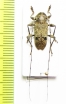 Hylettus coenobita  Peru - INSECTS-STORE.RU