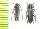 Phytoecia rufiventris, P.nausicae  Japan/Greece - INSECTS-STORE.RU