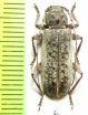 Hesperophanes cinereus  France - INSECTS-STORE.RU