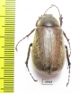 Melolonthinae sp.  Panama - INSECTS-STORE.RU