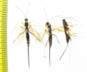 Ichneumonoidea sp.  Russia, Tver reg. - INSECTS-STORE.RU