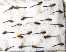 Odonata sp.  Russia, Tver reg. - INSECTS-STORE.RU
