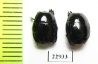 Hister tropicus  South Africa Rep. - INSECTS-STORE.RU
