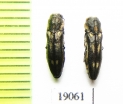 Agrilus sp.  Argentina - INSECTS-STORE.RU
