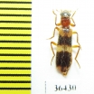 Cleridae sp.  Namibia - INSECTS-STORE.RU