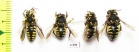 Hymenoptera sp.  Russia, Tver reg. - INSECTS-STORE.RU
