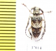 Cerambycidae sp.  South Africa Rep. - INSECTS-STORE.RU