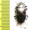 Tenebrionidae sp.  Indonesia, Sumatra - INSECTS-STORE.RU
