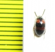 Amarygmus sp.  Malaysia, Borneo - INSECTS-STORE.RU