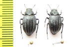 Platyope leucogramma  Russia, Astrakhan reg. - INSECTS-STORE.RU