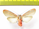 Erebidae sp.  Honduras - INSECTS-STORE.RU