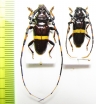 Trachyderes succinctus, pair  Paraguay - INSECTS-STORE.RU
