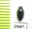 Gyrinidae sp.  Angola - INSECTS-STORE.RU