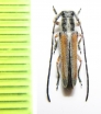 Phytoecia vittipennis pravei  Armenia - INSECTS-STORE.RU