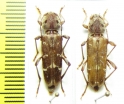 Xylotrechus stebbingi  Italy - INSECTS-STORE.RU