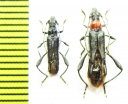 Callimoxys gracilis, pair  Russia, Krasnodar reg. - INSECTS-STORE.RU
