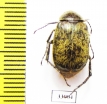 Melolonthinae sp.  Panama - INSECTS-STORE.RU