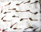 Odonata sp.  Russia, Tver reg. - INSECTS-STORE.RU