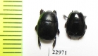 Hister sp.  South Africa Rep. - INSECTS-STORE.RU