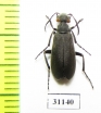 Meloidae sp.  Guinee - INSECTS-STORE.RU