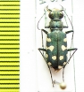 Calomera littoralis peipingensis  Russia, Tuva reg. - INSECTS-STORE.RU