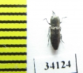 Anthaxia abdita  Oman - INSECTS-STORE.RU