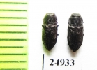 Anthaxia sp.  Mexico - INSECTS-STORE.RU