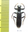 Cleridae sp.  Namibia - INSECTS-STORE.RU