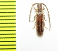 Cerambycidae sp.  Malawi - INSECTS-STORE.RU
