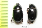 Hybosoridae sp.  Namibia - INSECTS-STORE.RU