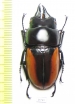 Prosopocoilus hasteri moineri  Solomon isl. - INSECTS-STORE.RU