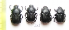 Chironitis haroldi, pair  Uzbekistan - INSECTS-STORE.RU