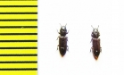 Pycnomerus sp.  Peru - INSECTS-STORE.RU