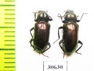 Tenebrionidae sp.  Malaysia, Borneo - INSECTS-STORE.RU