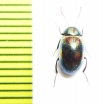 Amarygmus tenellus  Malaysia, Borneo - INSECTS-STORE.RU