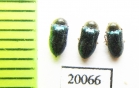 Dryopidae sp.  Indonesia, Sumatra - INSECTS-STORE.RU