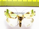 Noctuidae sp.  Bhutan - INSECTS-STORE.RU