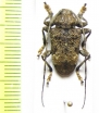 Lagocheirus plantaris  Peru - INSECTS-STORE.RU