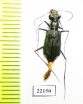 Cicindelinae sp.  Australia - INSECTS-STORE.RU