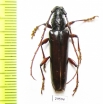 Cerambycidae sp.  Panama - INSECTS-STORE.RU