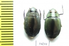 Gyrinidae sp.  Ethiopia - INSECTS-STORE.RU