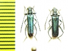 Callimus angulatus  Azerbaijan - INSECTS-STORE.RU