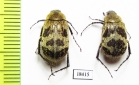 Melolonthinae sp.  Panama - INSECTS-STORE.RU