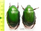 Rutelinae sp.  Laos - INSECTS-STORE.RU