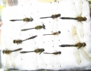 Odonata sp.  Russia, Tver reg. - INSECTS-STORE.RU