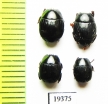 Hister sp.  Argentina - INSECTS-STORE.RU