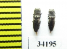 Anthaxia abdita  Oman - INSECTS-STORE.RU